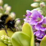 Видео уроки по пчеловодству