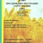 Посадимо сад волоського горіха