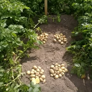 семенной картофель для Профессионалов с Ровенской области