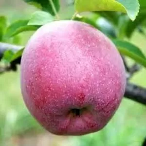 продам яблуко урожаю 2013 оптом