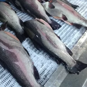 Рыба свежемороженая,  икра лососевая красная,  опт