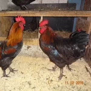 Инкубационные яйца кур  маран черно-медный