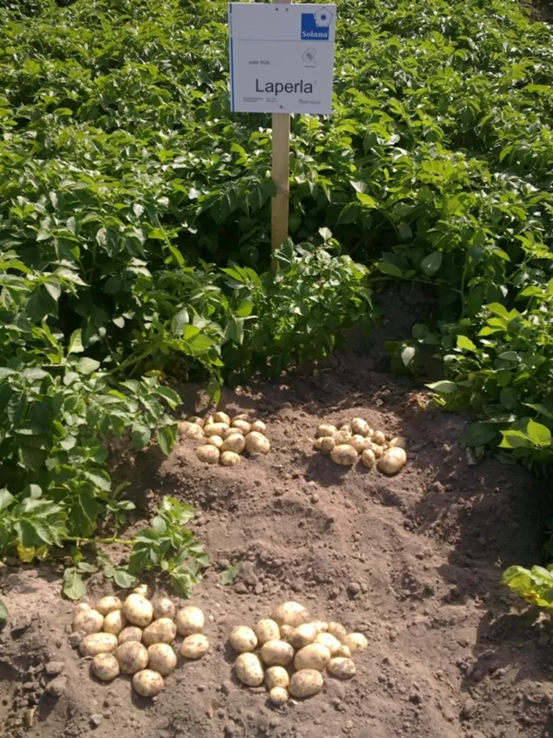 семенной картофель для Профессионалов с Ровенской области 2