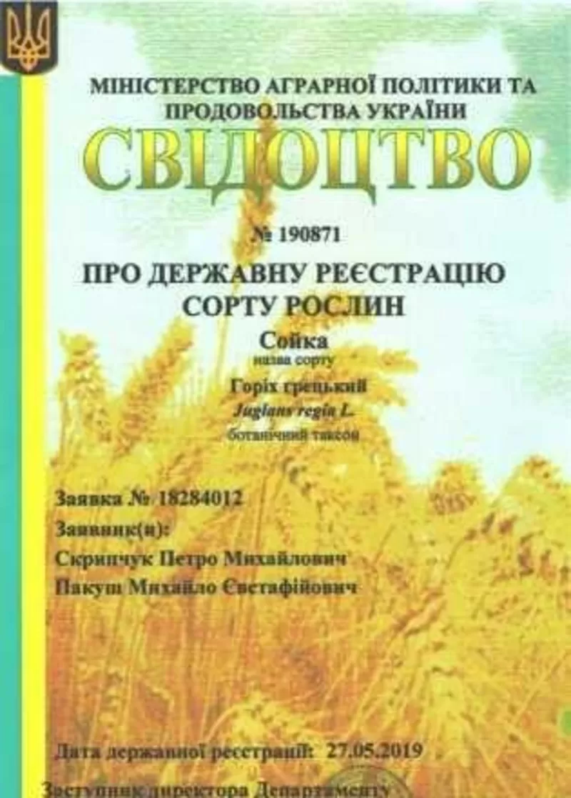 Посадимо сад волоського горіха