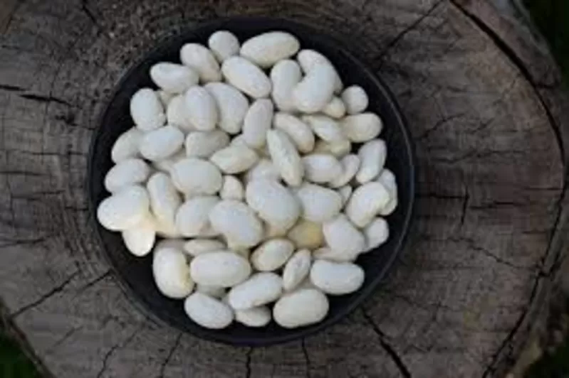 Закупівля квасолі на переробку,  консервування