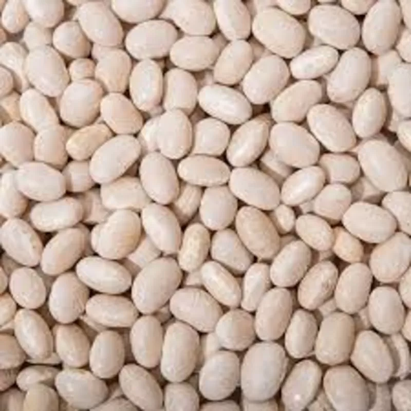 Насіння квасолі. Доставка. Форвардні контракти